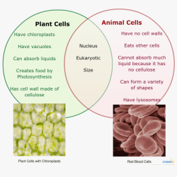 Venn diagram animals and plants