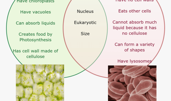 Venn diagram animals and plants