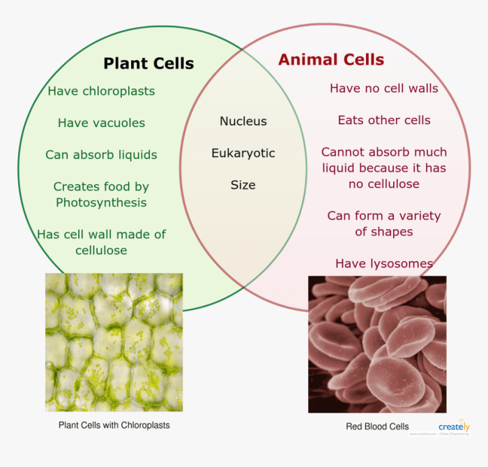 Venn diagram animals and plants