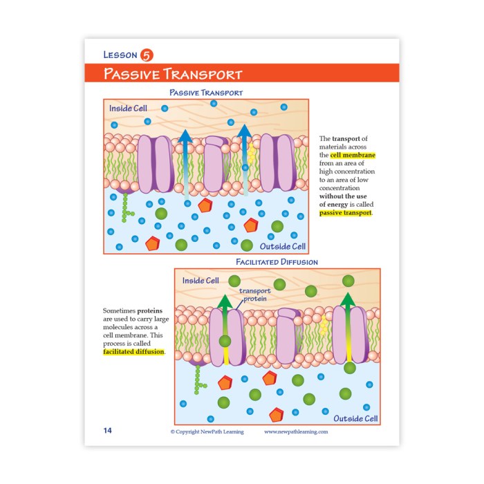 Quiz on osmosis and diffusion