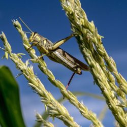 Dusty with a chance of grasshoppers