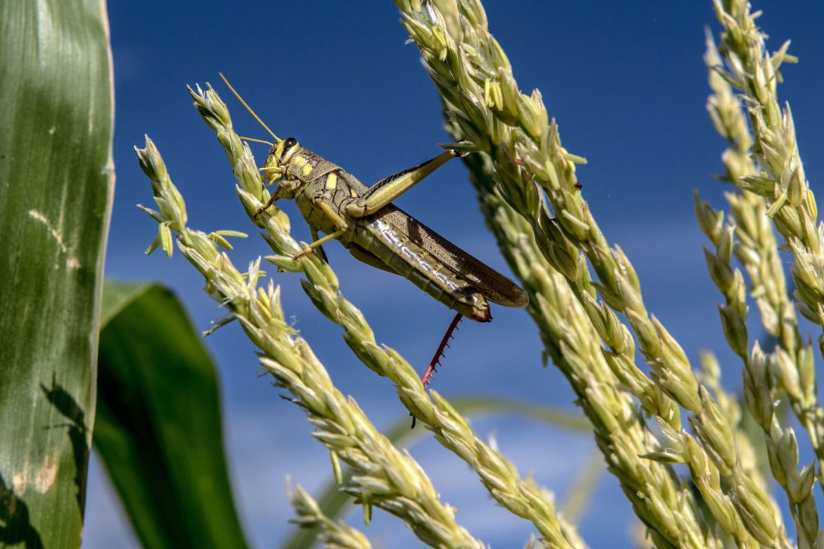 Dusty with a chance of grasshoppers