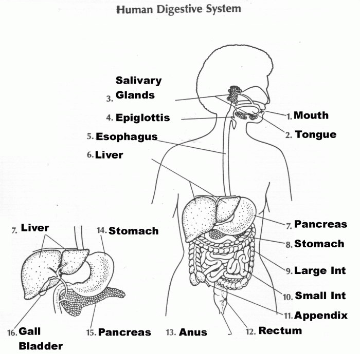 Digestive system coloring answer key