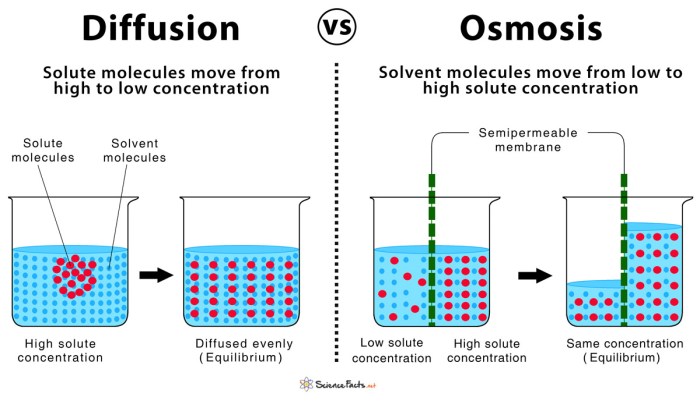 Quiz on osmosis and diffusion