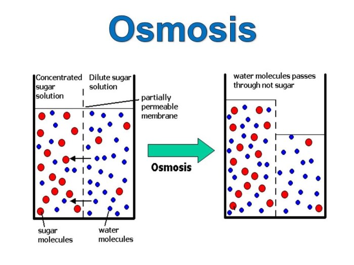 Quiz on osmosis and diffusion