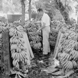 Bananas in africa ap world history