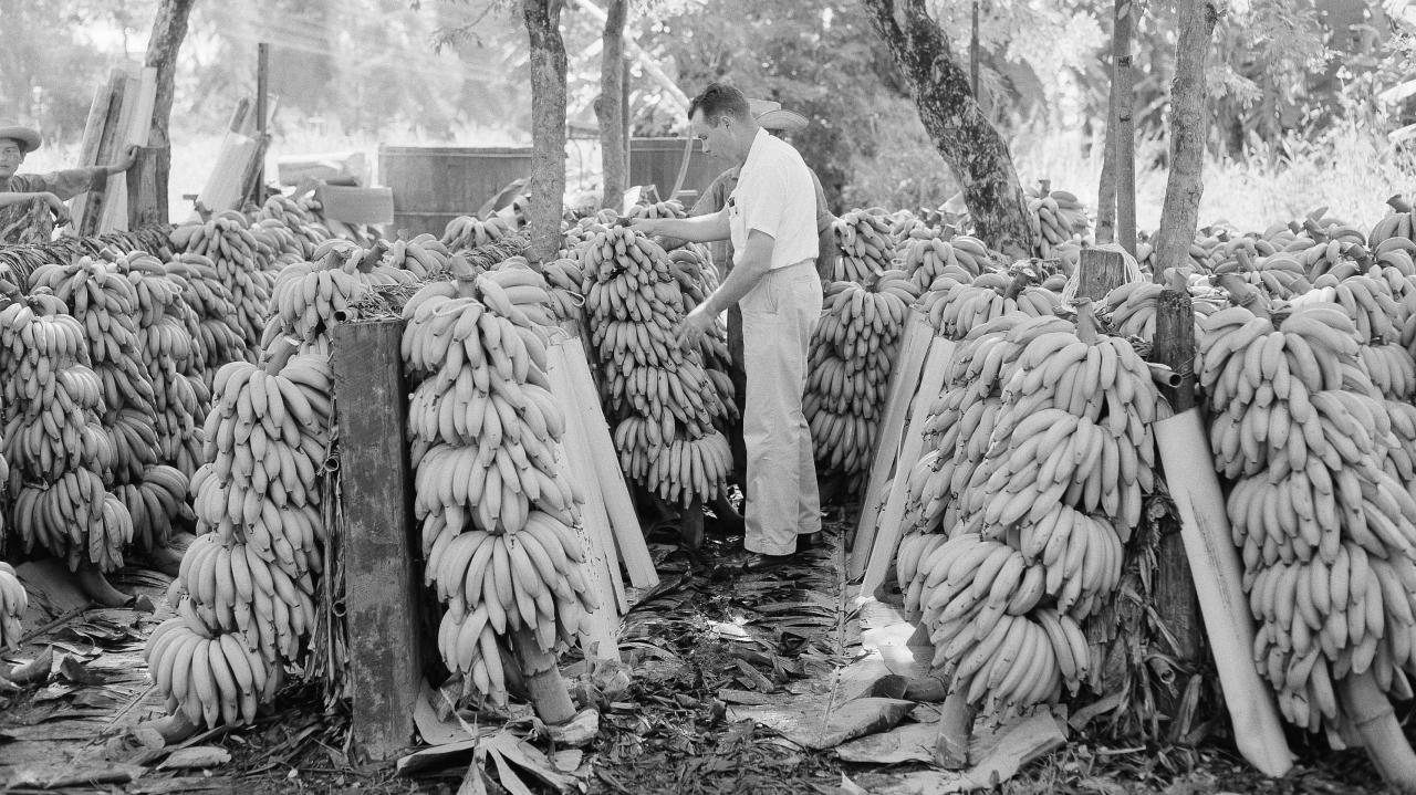 Bananas in africa ap world history