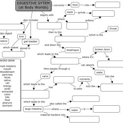 Digestive system coloring answer key