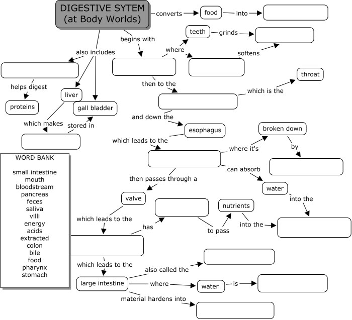 Digestive system coloring answer key